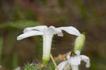 Texas bullnettle